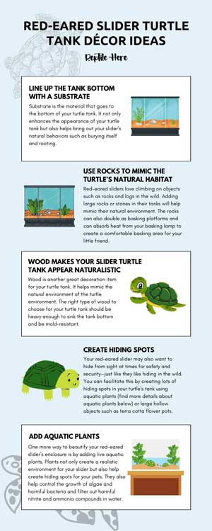 Red-Eared Slider Turtle Tank Décor Ideas