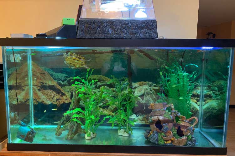 Red-Eared Slider Turtle Tank Décor Ideas: Beginners Guide