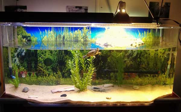 Red-Eared Slider Turtle Tank Décor Ideas