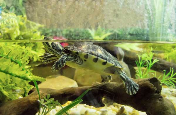 Red-eared slider water temp