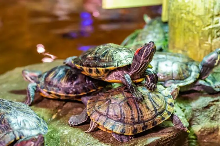 Red-Eared Slider Water Temp: Everything You Need To Know