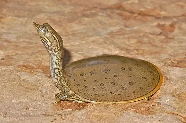 Softshell Turtle