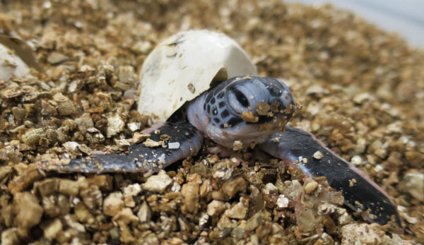 The hatching stage turtle