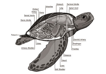 Turtle anatomy