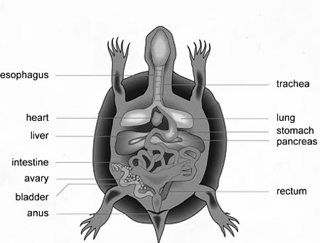 Turtles Issues with the digestive system