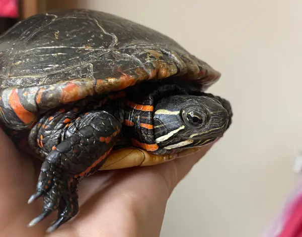 Turtles Metabolic bone diseases