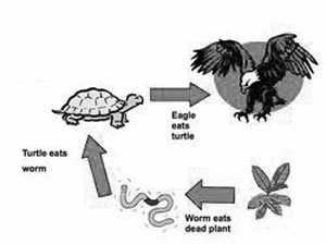 Turtles are a crucial link in the food chain
