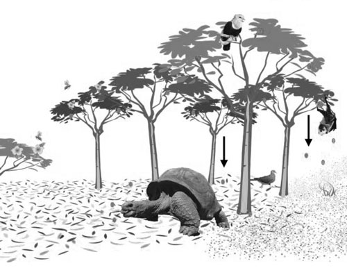 Turtles as seed dispersers