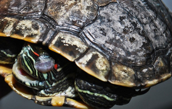 What Are The Signs And Symptoms Of Red Eared Slider Shell Rot