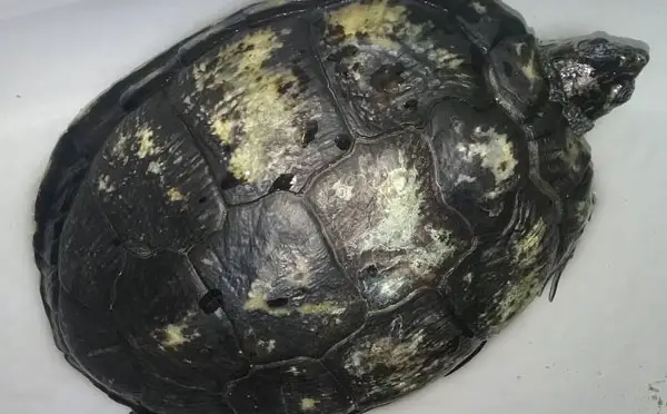 How Do I Know If My Red-Eared Slider Has Shell Rot