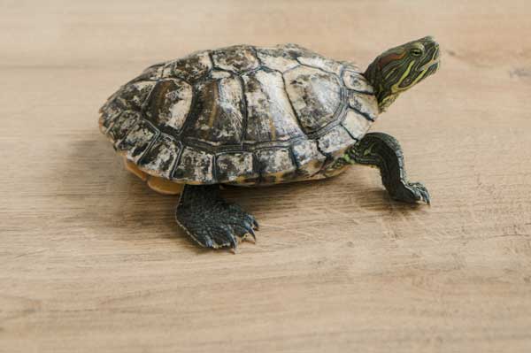 What does an unhealthy red-eared slider shell look like