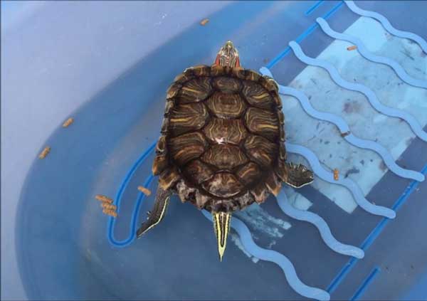 What should red-eared slider poop look like