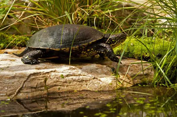 What should you do when you find your lost turtle