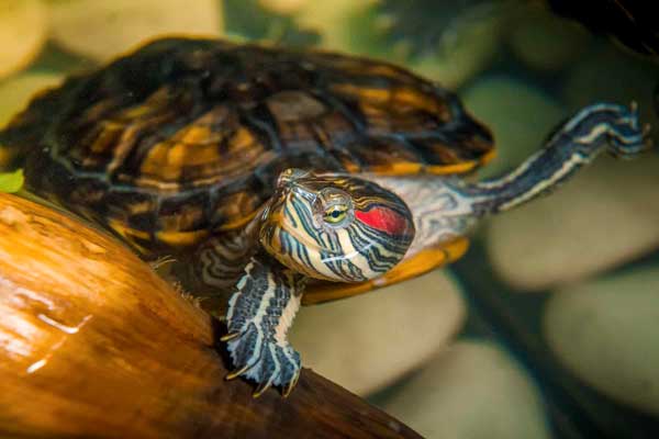 What temperature is too hot for red-eared sliders