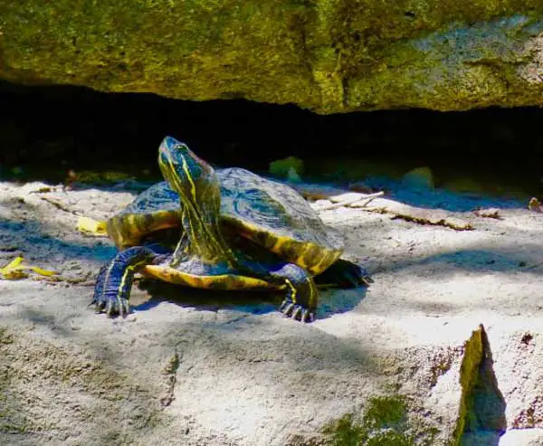 What to do if your red-eared slider is not eating