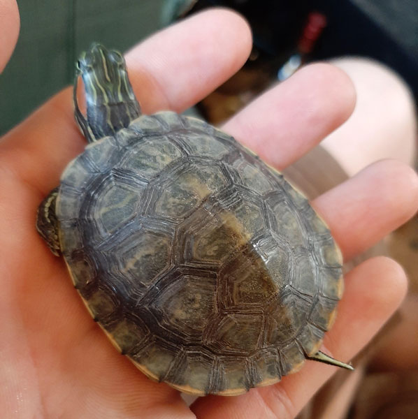 Why Is A Turtle Affected By Shell Rot