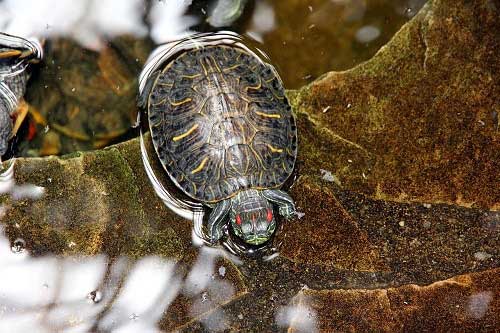 Why does red eared slider eat their poop