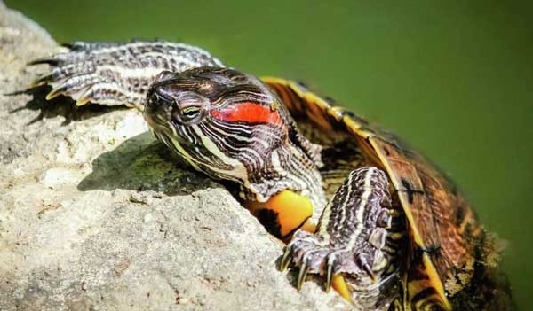 Why is my red-eared slider pooping more frequently