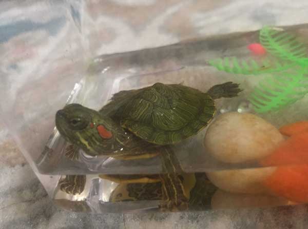 Why is your baby red-eared slider not eating