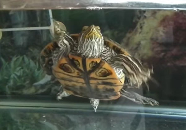 Why is your red-eared slider not eating vegetables