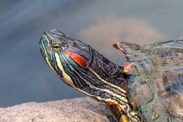 Why is your red-eared slider not pooping