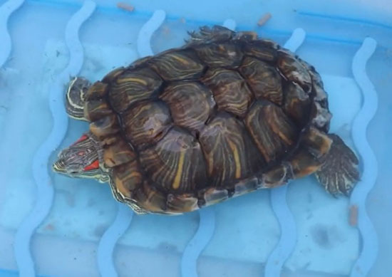 Why is your red-eared slider pooping blood