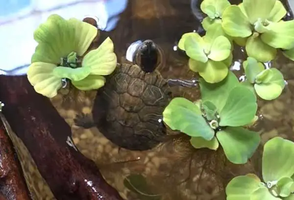 Wood makes your slider turtle tank appear naturalistic