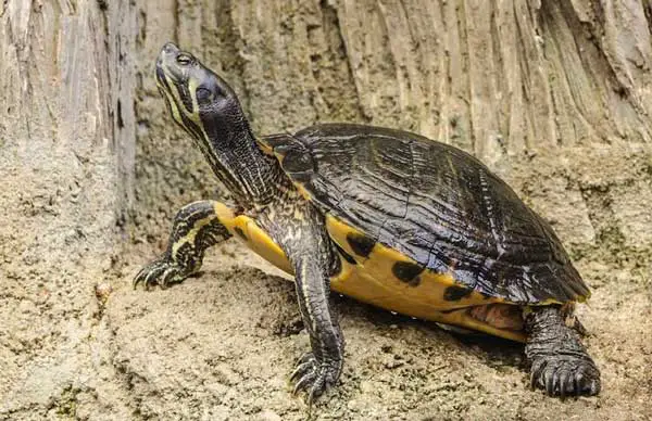 Yellow Bellied Slider Appearance