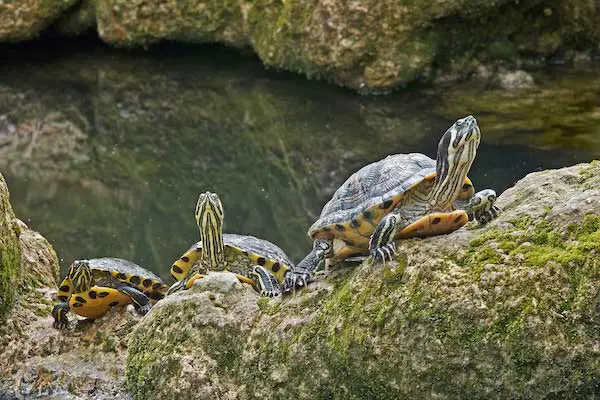 Yellow Bellied Slider Housing