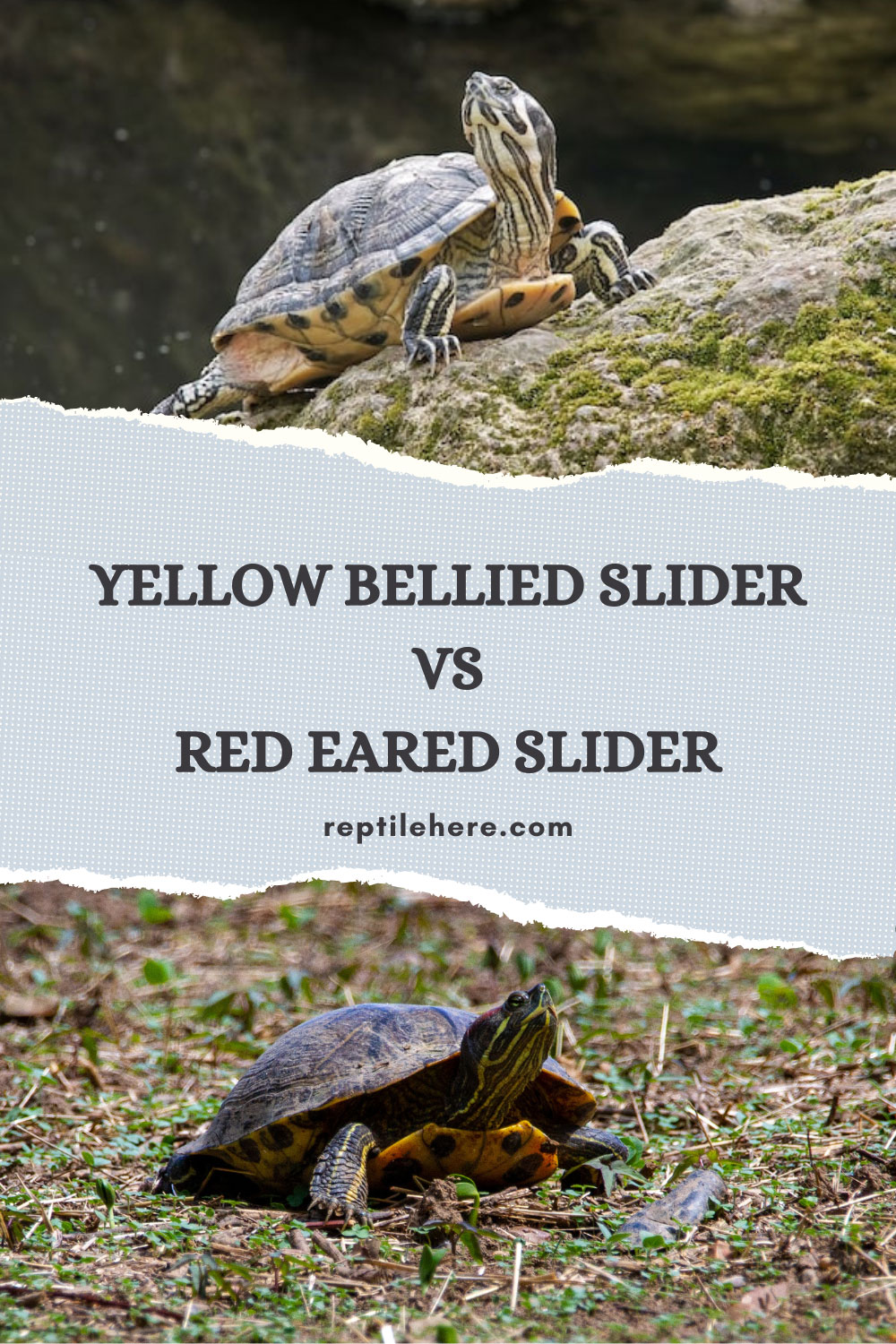 Yellow Bellied Slider Vs Red Eared Slider