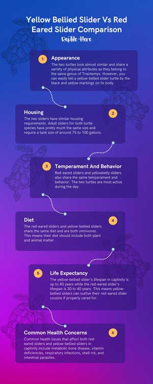 Yellow Bellied Slider Vs Red Eared Slider Comparison