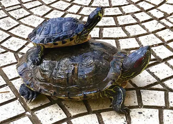 Yellow Bellied Slider Vs Red Eared Slider Comparison