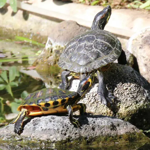 Yellow-bellied slider red-eared slider hybrid