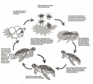 From Hatchlings to Adults: A Comprehensive Guide to the Lifecycle of ...