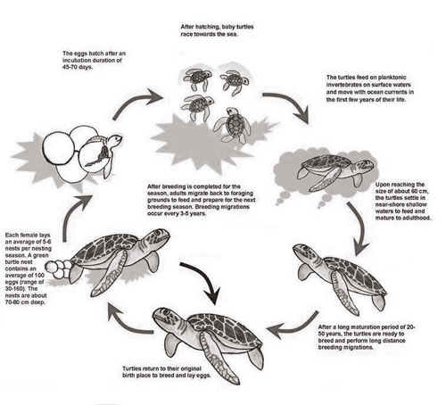 the Lifecycle of Turtles