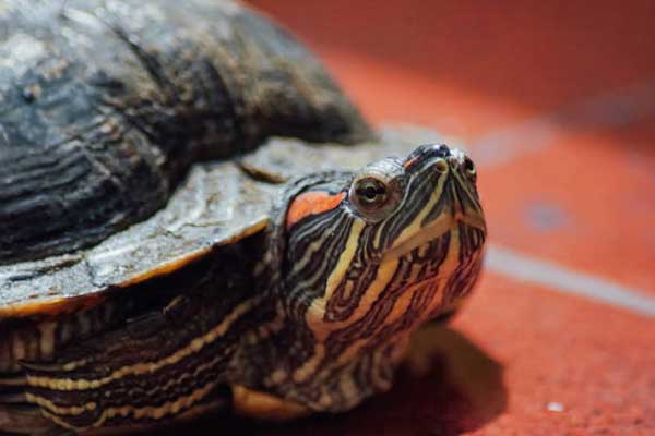why your red-eared slider turtle is not eating