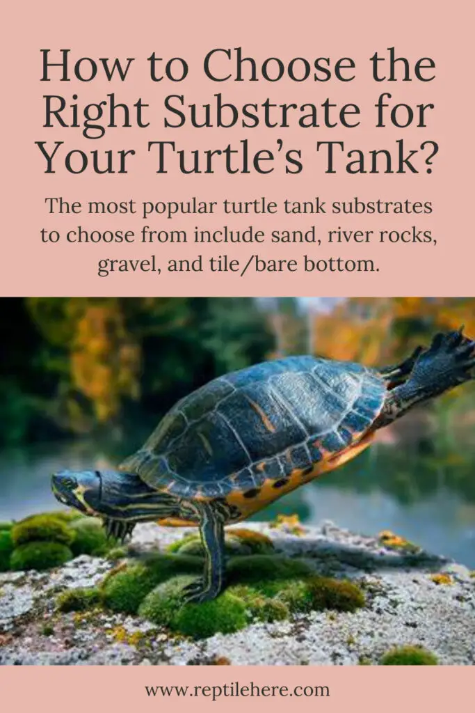 How to Choose the Right Substrate for Your Turtle’s Tank