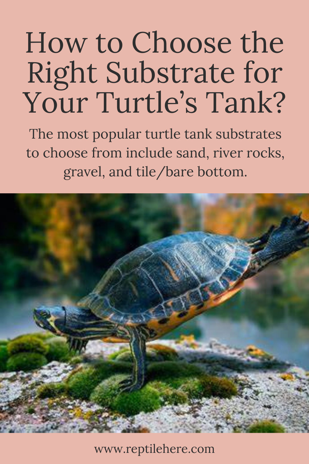 How to Choose the Right Substrate for Your Turtle's Tank?