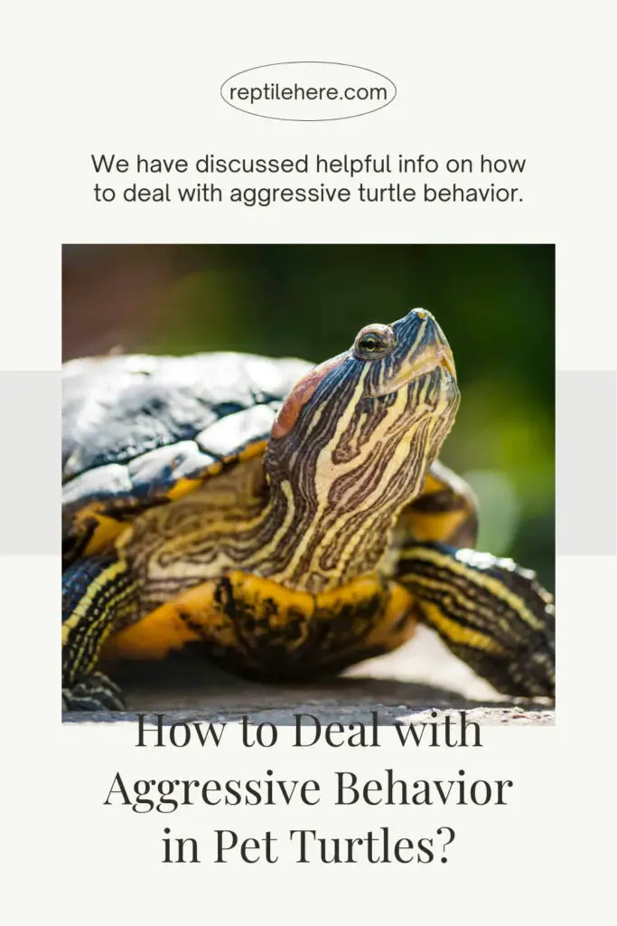 How to Deal with Aggressive Behavior in Pet Turtles