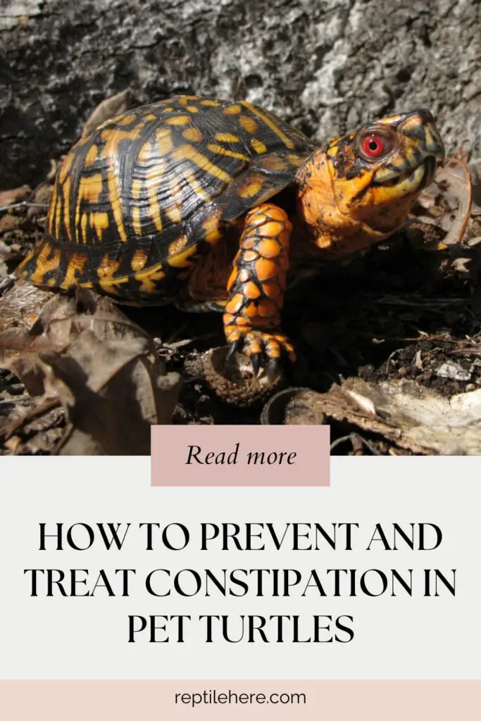 How to Prevent and Treat Constipation in Pet Turtles