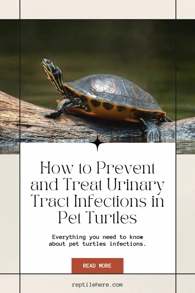 How to Prevent and Treat Urinary Tract Infections in Pet Turtles