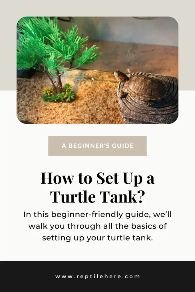 How to Set Up a Turtle Tank