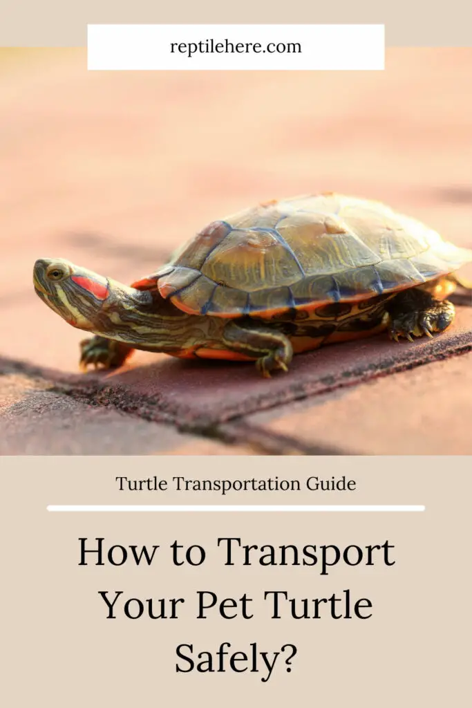 How to Transport Your Pet Turtle Safely