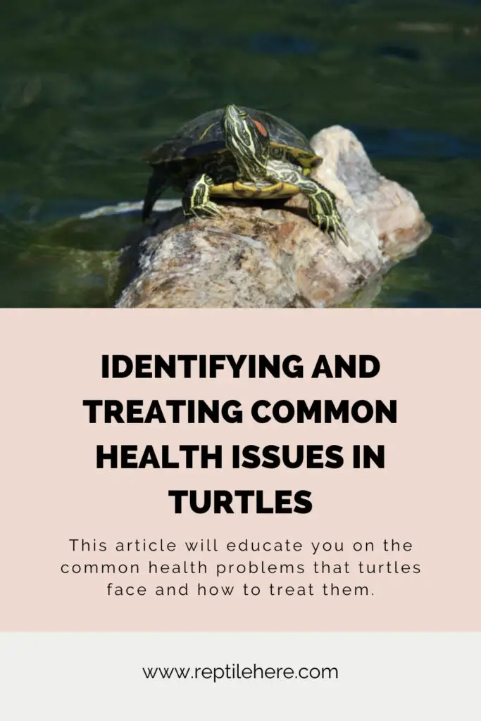 Identifying and Treating Common Health Issues in Turtles