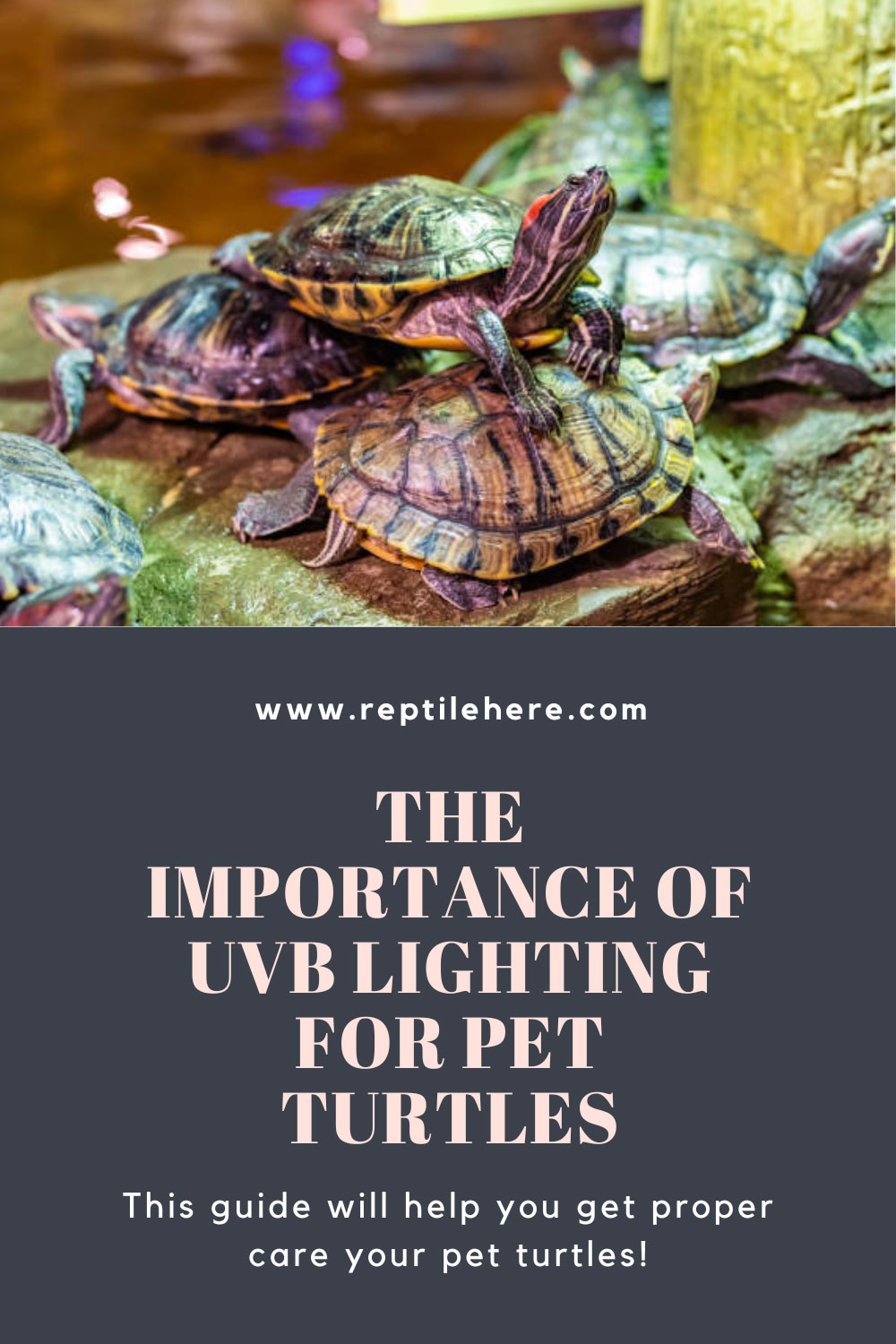The Importance of UVB Lighting for Pet Turtles