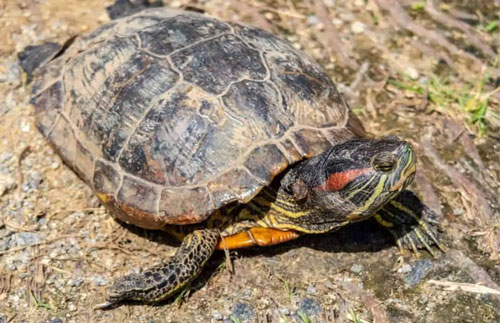 Treatment options for urinary tract infections in turtles