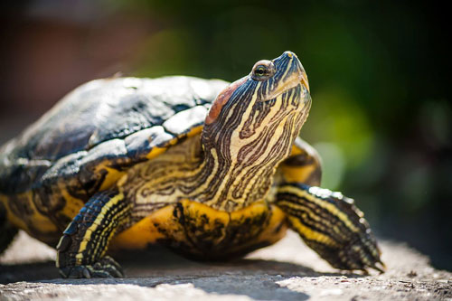 Turtles Beak and facial injuries