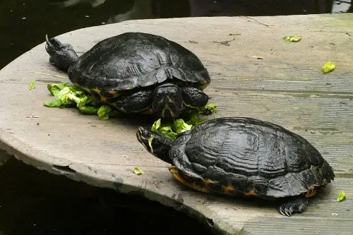 Turtles Improper diet