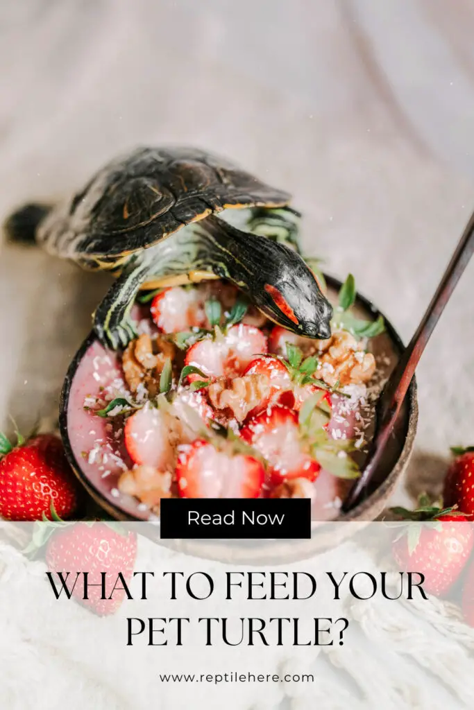 What to Feed Your Pet Turtle