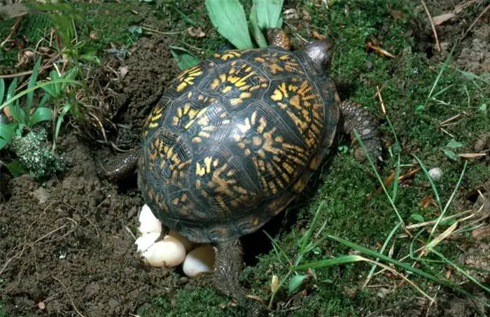 Do box turtles lay all their eggs at once
